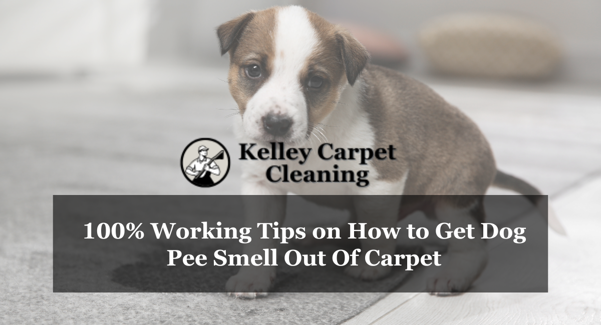 100% Working Tips on How to Get Dog Pee Smell Out Of Carpet