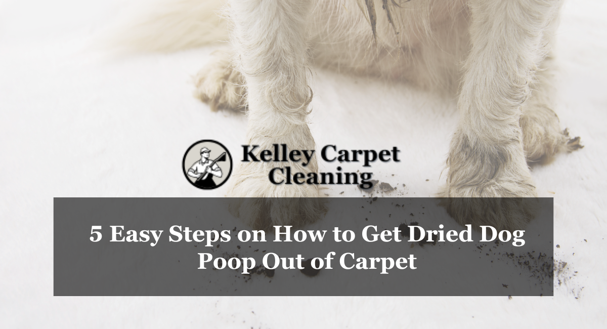 5 Easy Steps on How to Get Dried Dog Poop Out of Carpet